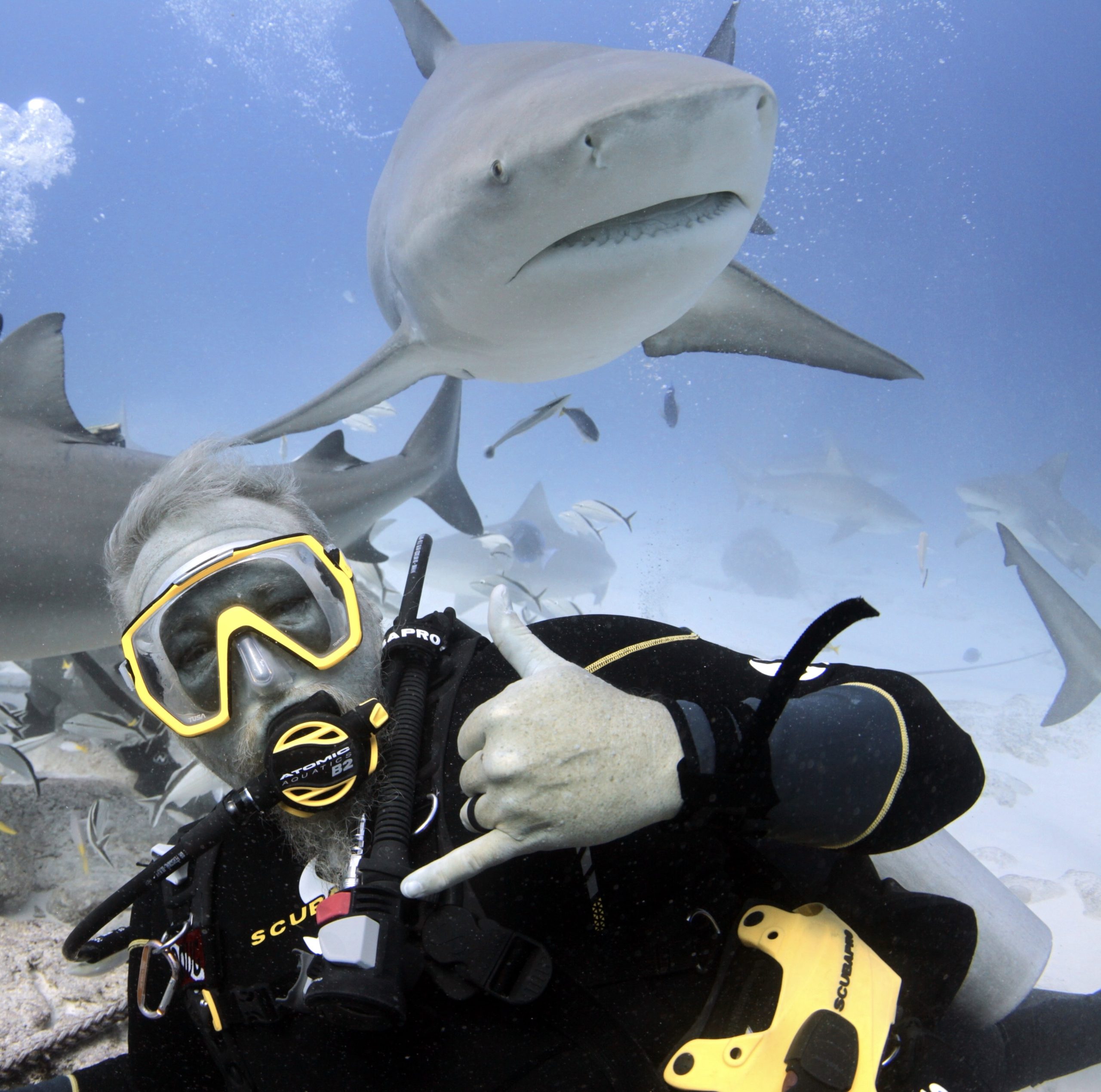 Bull Shark Excursion in Playa del Carman